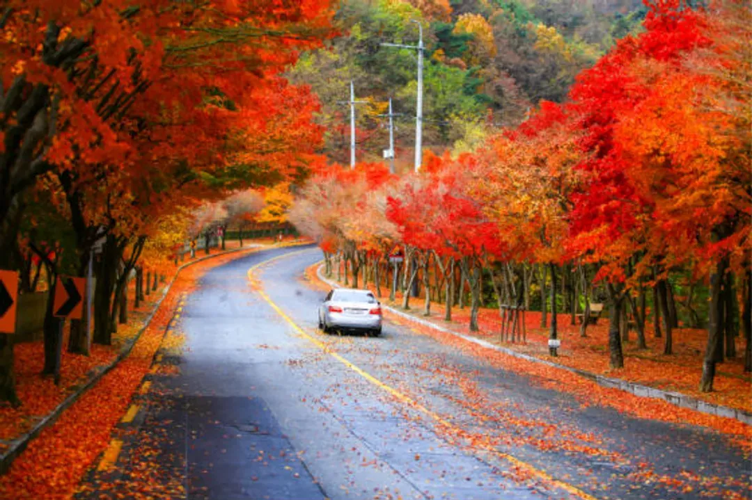 八公山道立公園(纜車+賞楓)
