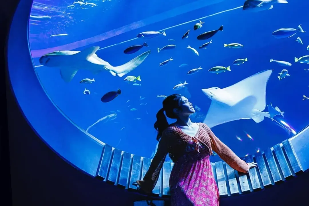 照片來源：DMM KARIYUSHI水族館官網-DMM KARIYUSHI水族館