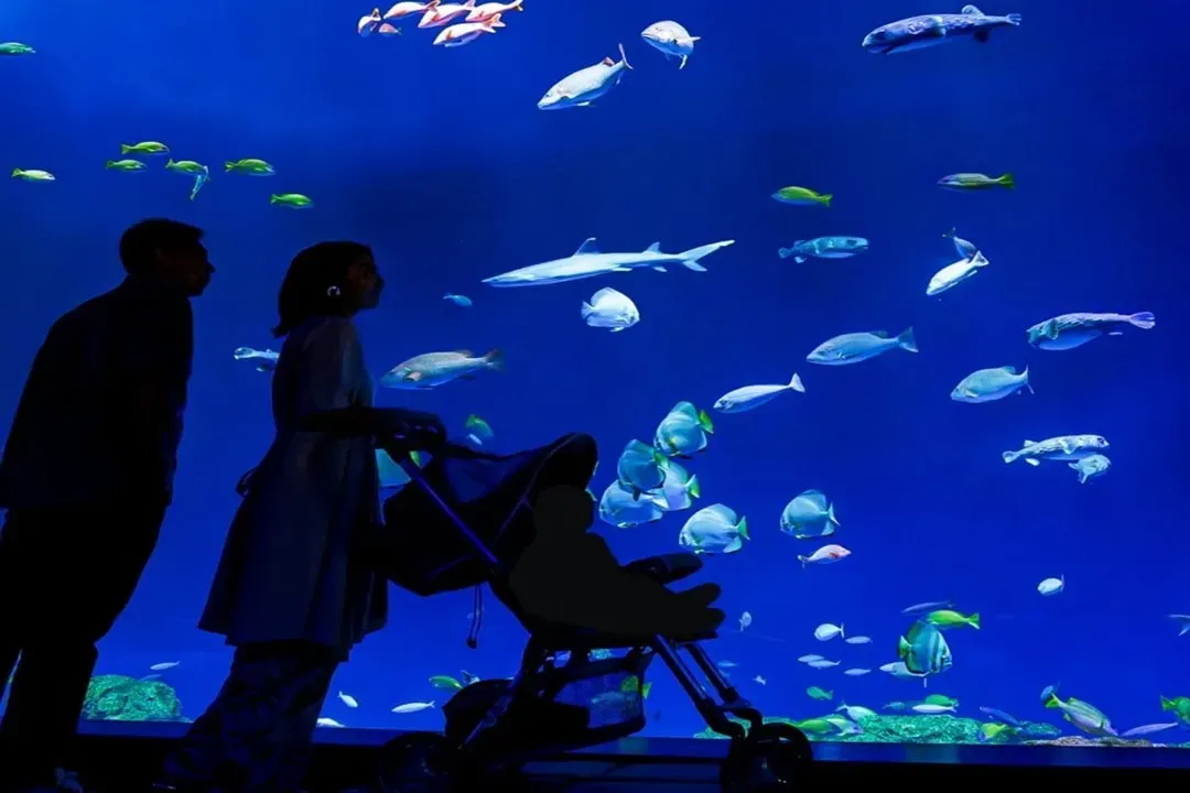 照片來源：DMM KARIYUSHI水族館官網-DMM KARIYUSHI水族館