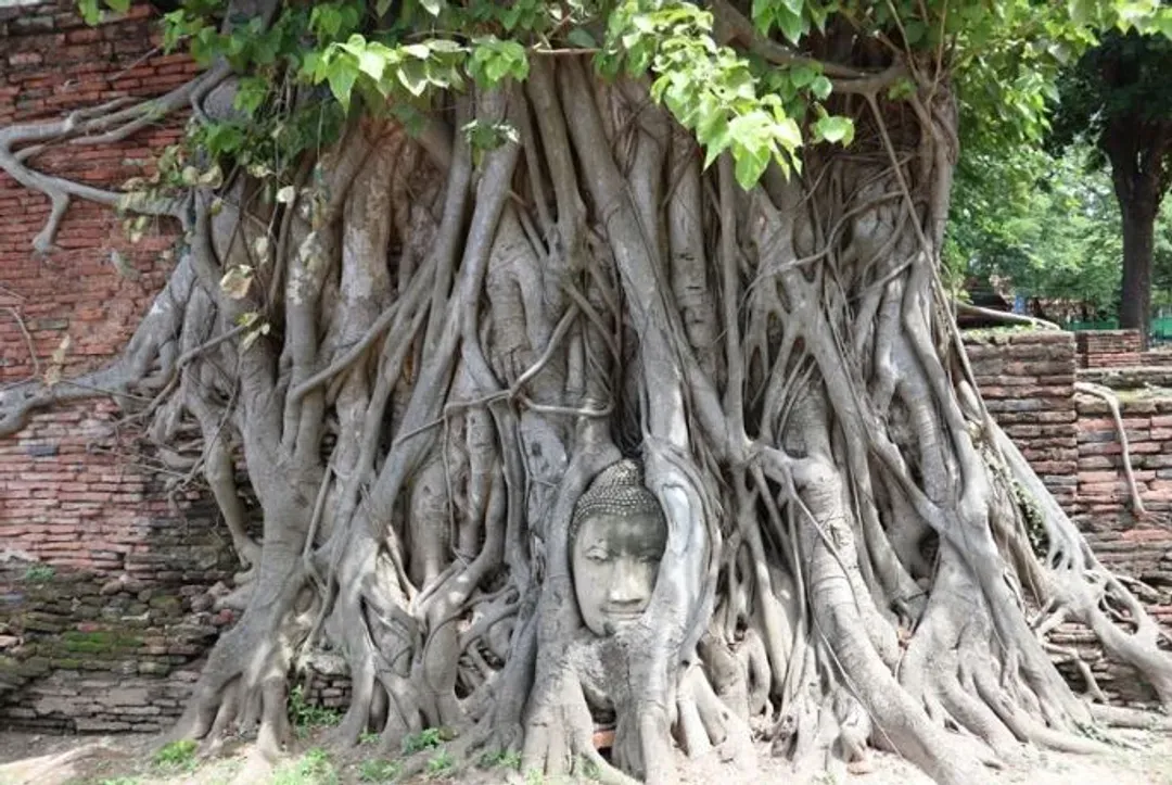 泰愛曼芭～大城長頸鹿、暹羅海天派對、爽泰度假莊園、雙網紅咖啡廳5＋1日-10