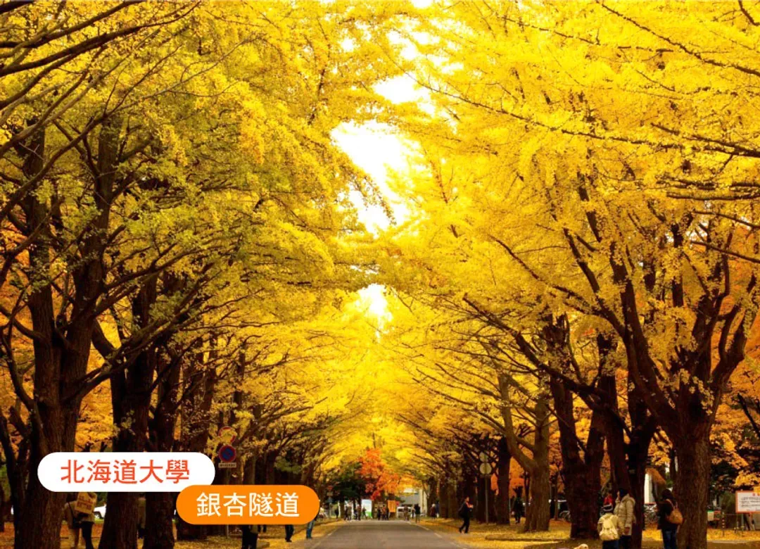 【線上旅展】北海道夢楓葉之旅7日.定山溪二見吊橋.企鵝萌寵.富良野.洞爺湖花火.北海道銀杏大道.雙溫泉(千千)-5