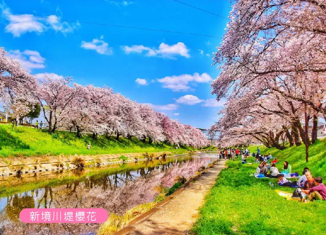 春櫻飛舞北陸雙溫泉5日.足羽川隧道.長良川鐵道.一乘谷朝倉氏遺跡.金箔冰淇淋.百十郎櫻花.合掌村.下呂溫泉