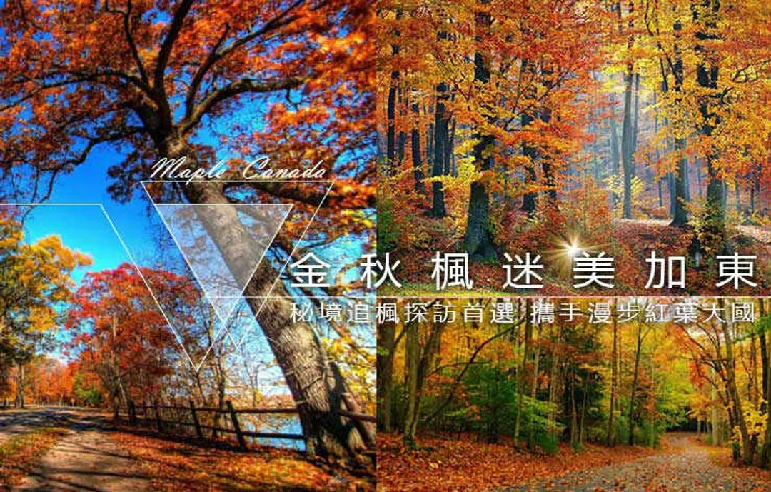 賞楓特別企劃