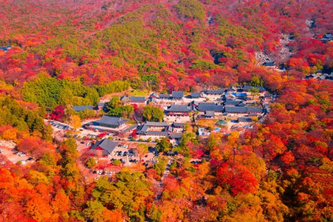 梵魚寺楓紅-紅葉故事旅行