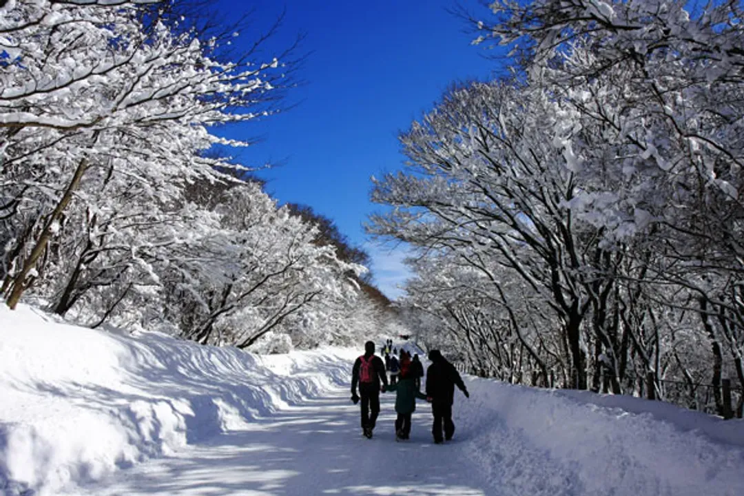 漢拏山(1100高地冬日雪景)