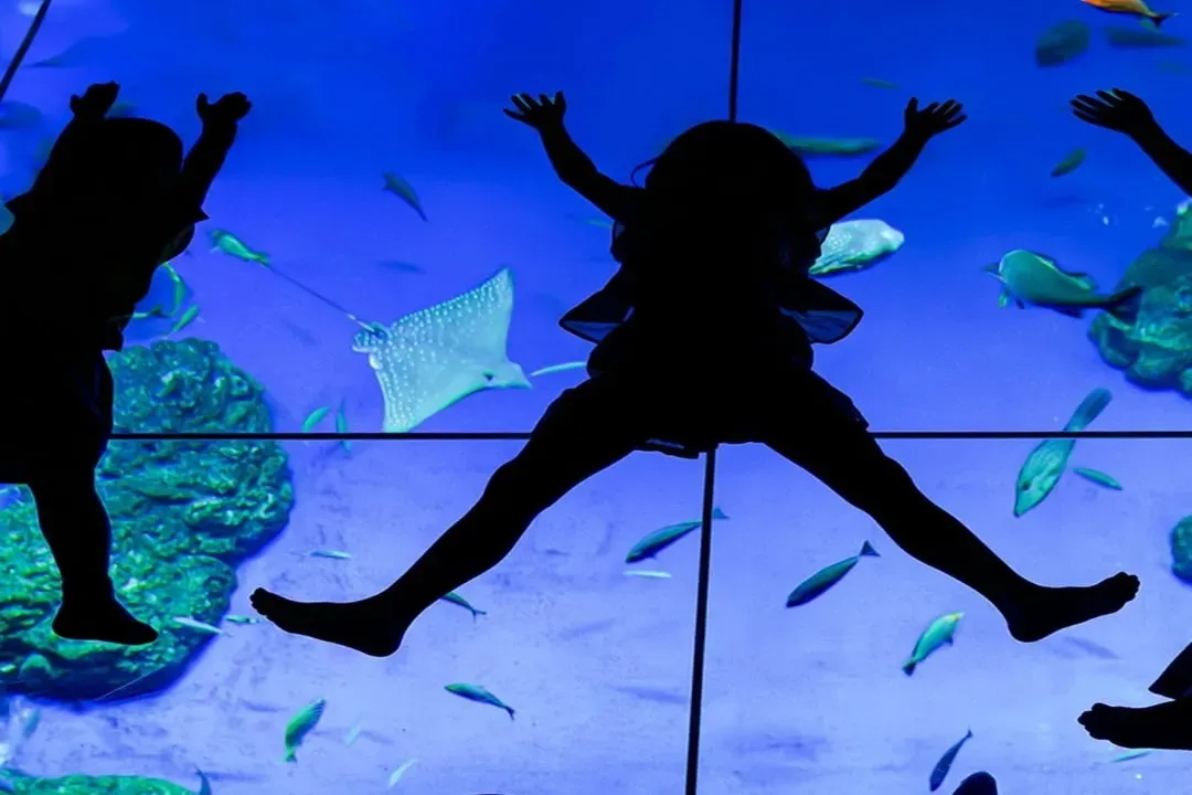 照片來源：DMM KARIYUSHI水族館官網-DMM KARIYUSHI水族館