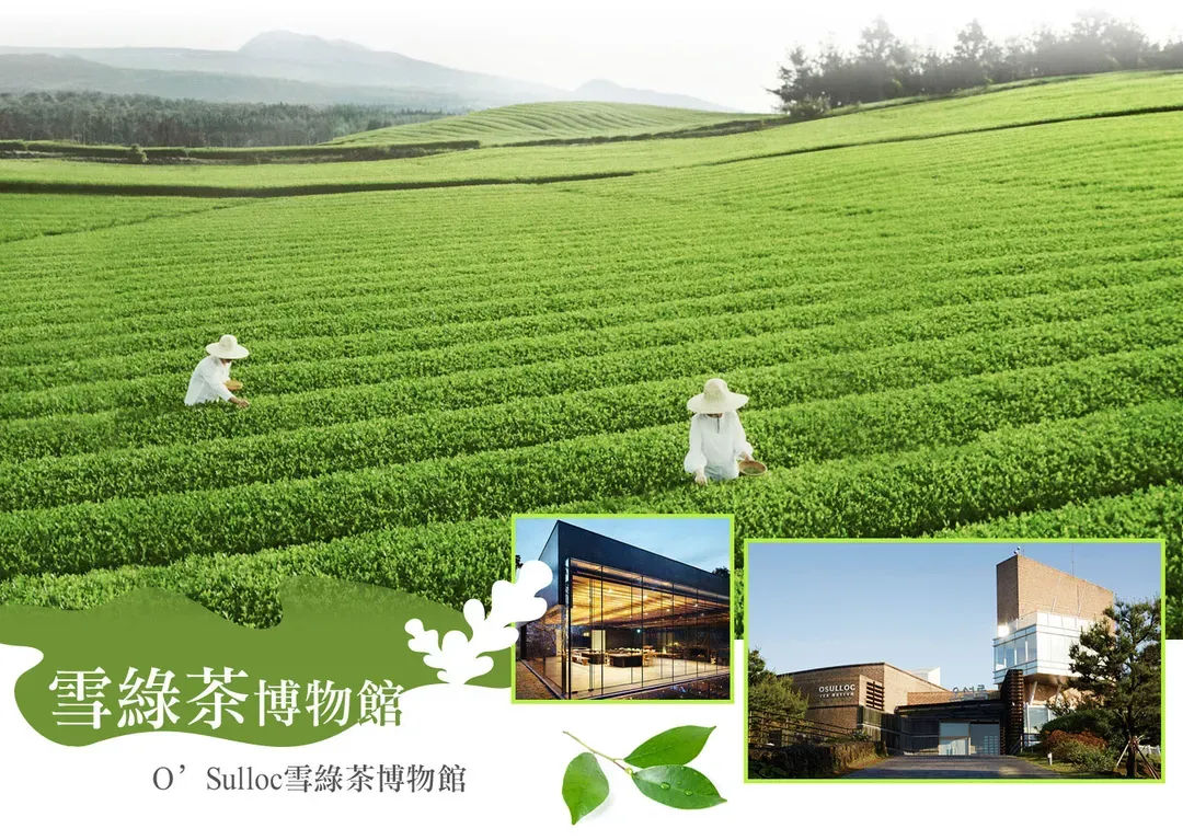 【不進人蔘保肝．蔚藍濟州５日】史努比庭園、羊駝牧場、海景咖啡廳、橘子披薩DIY[含稅]-7