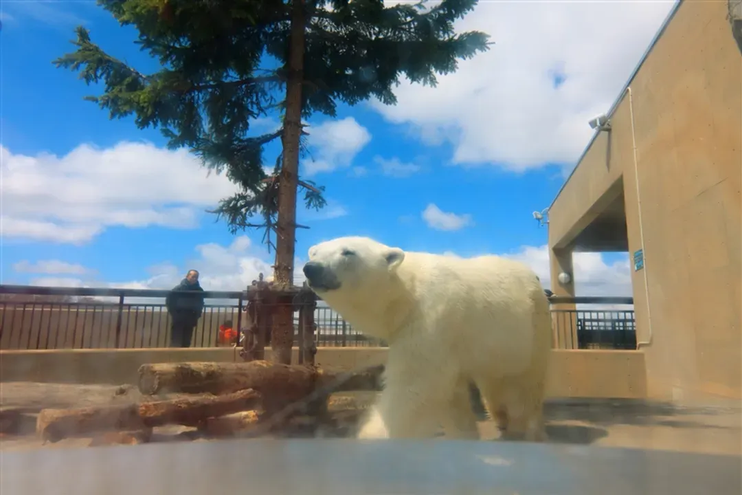 秒殺北海道｜富田農場.四季彩之丘.美瑛青池.旭山動物園.小樽漫遊.OUTLET五日｜保證入住緩慢瑞萃十勝岳-7