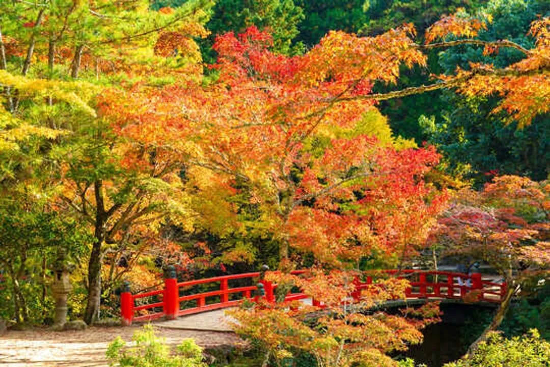 第二人折3千｜楓紅高松四國廣島岡山｜嚴島神社.金刀比羅宮.DIY烏龍麵.千光寺公園.採果樂.倉敷美觀六日｜高雄