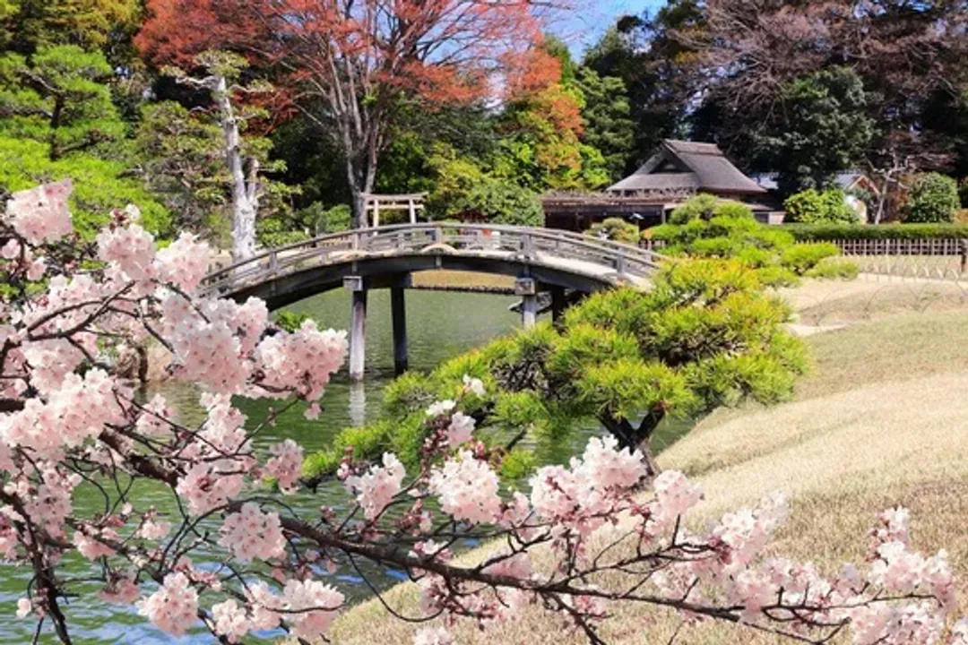 第二人折3千｜楓紅高松四國廣島岡山｜嚴島神社.金刀比羅宮.DIY烏龍麵.千光寺公園.採果樂.倉敷美觀六日｜高雄-7