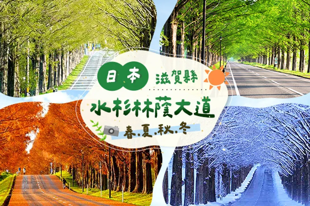 水杉林蔭大道