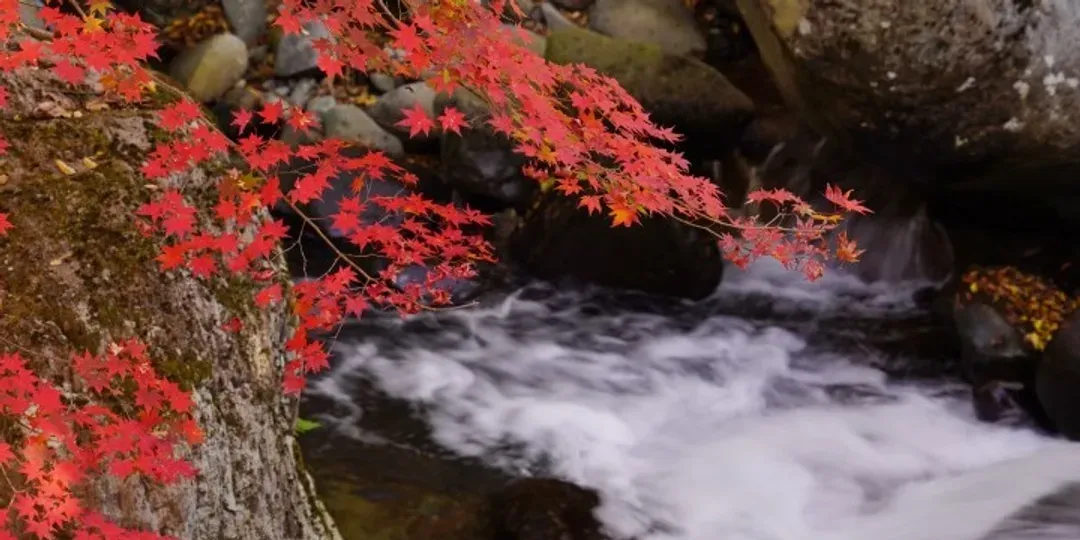 九州紅葉故事