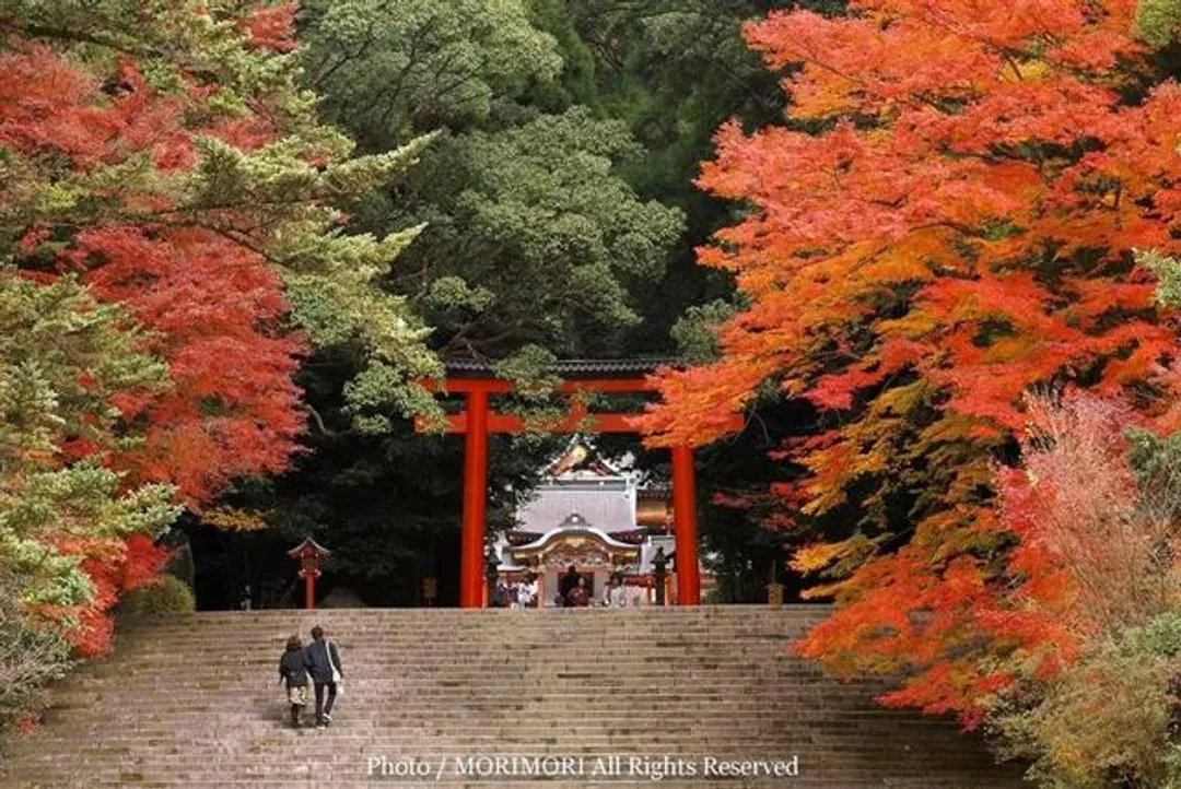 九州紅葉故事