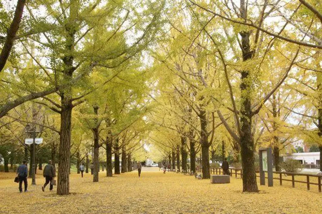 KHH九州紅葉大賞～楓紅蝦野高原、能量霧島神宮、南阿蘇鐵道、兩晚住宿溫泉四日