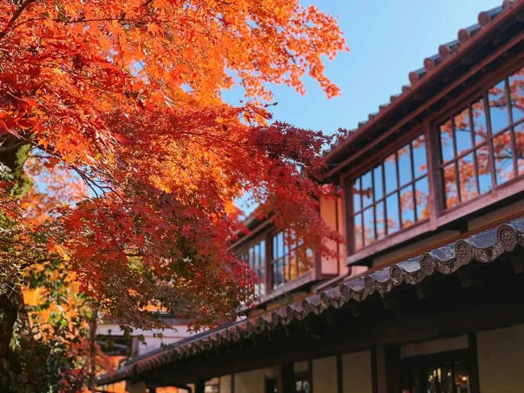 最美紅葉旅行