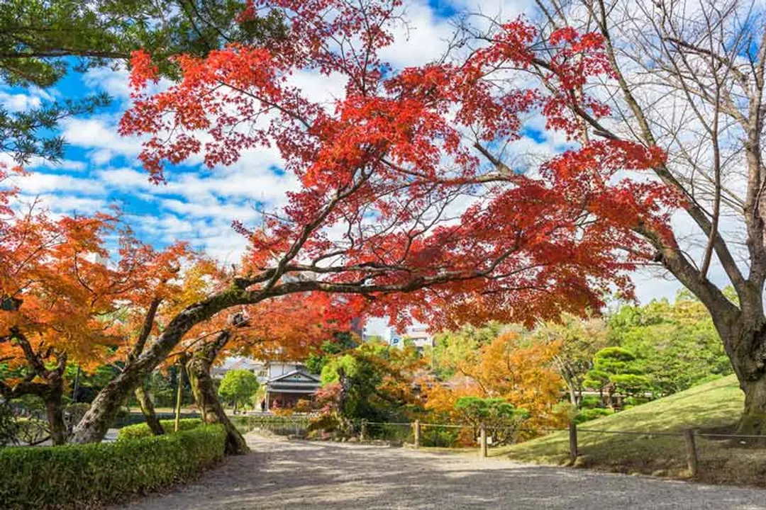 九州紅葉故事