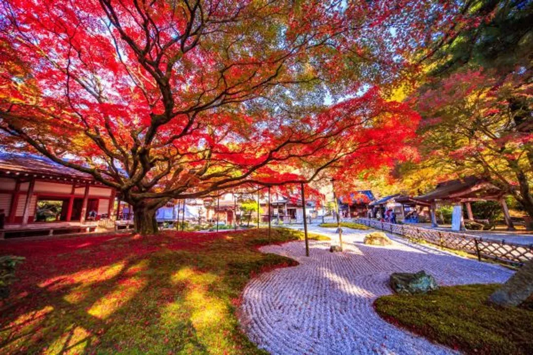 圖片來源：福岡縣觀光連盟提供-九州紅葉故事
