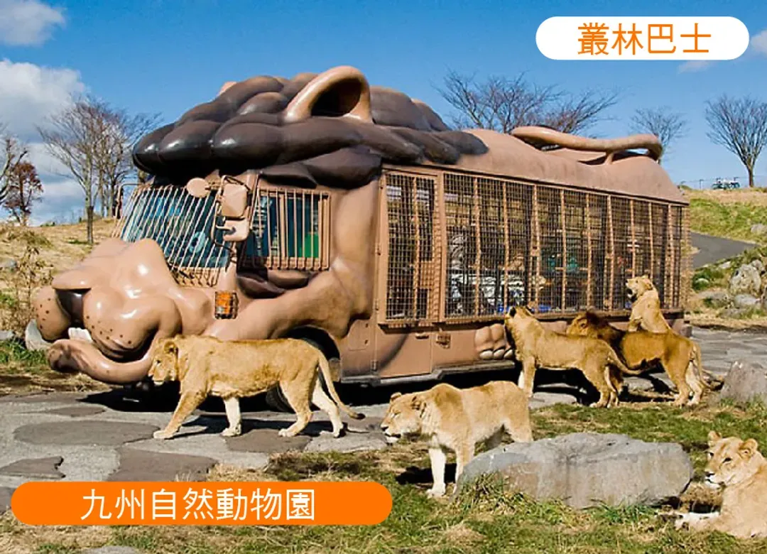 【限定出發】台中直飛經典北九州5日.別府溫泉.日田小京都.自然動物園.旅人列車.海之中道海濱花卉