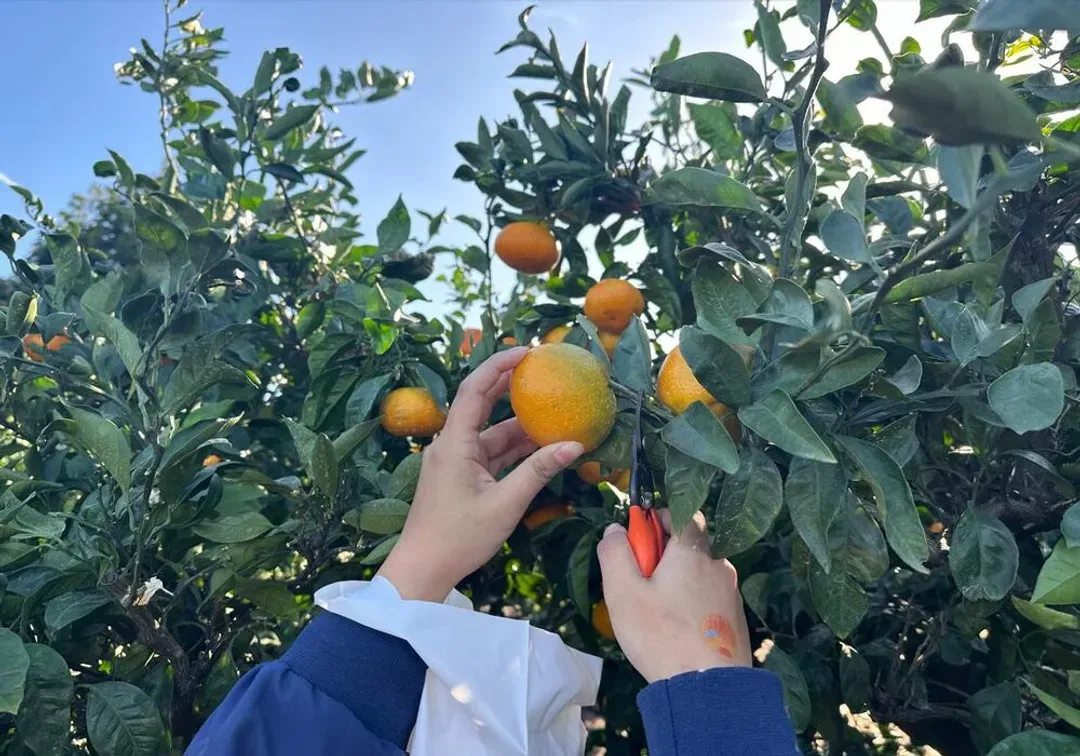 採橘子體驗