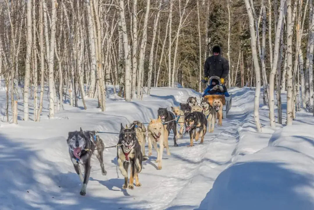 dog sledding