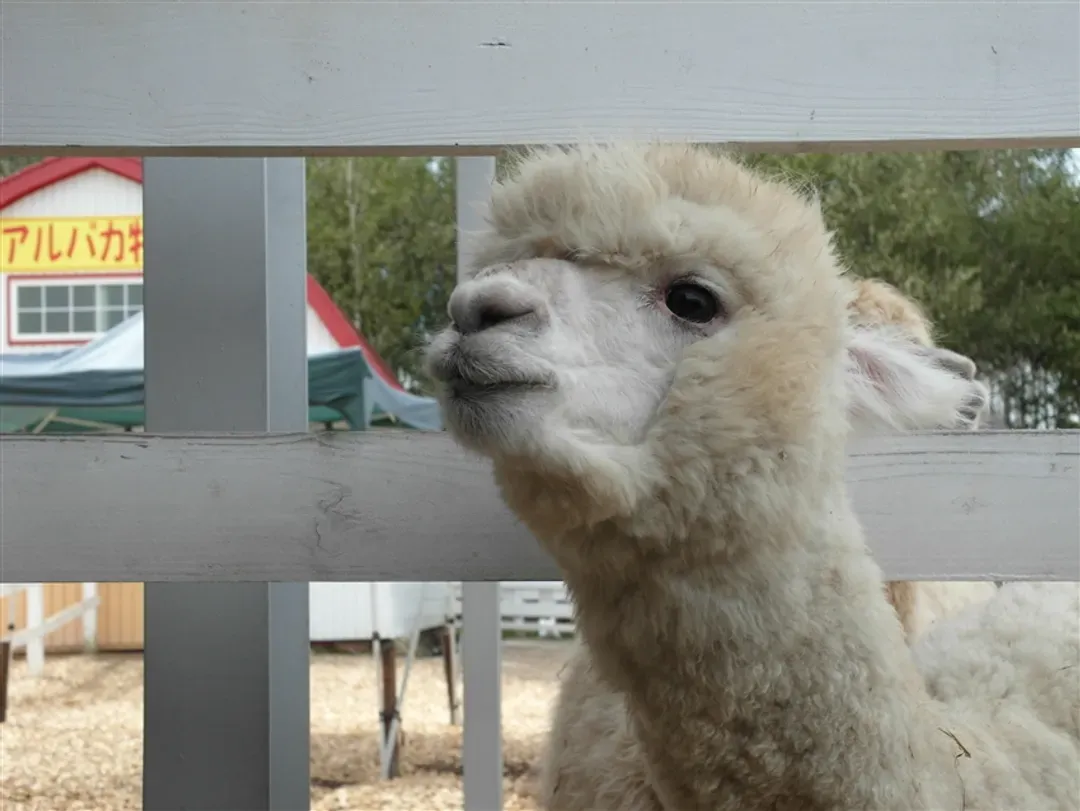 省最大北海道旅遊｜緩慢瑞萃十勝岳.美瑛青池.旭山動物園.秋日二見吊橋.三大螃蟹五日｜保住一晚溫泉-5