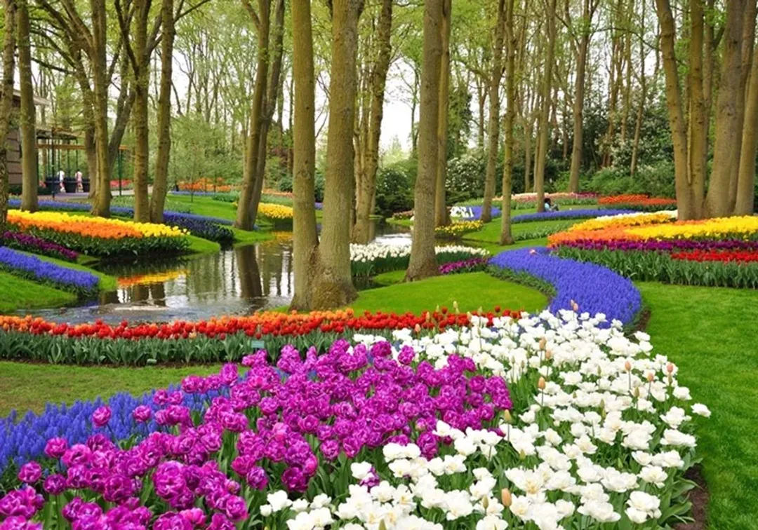 庫肯霍夫花園,荷蘭鬱金香,鬱金香花季,雄獅旅遊,雄獅跟團,花季跟團,歐洲花季