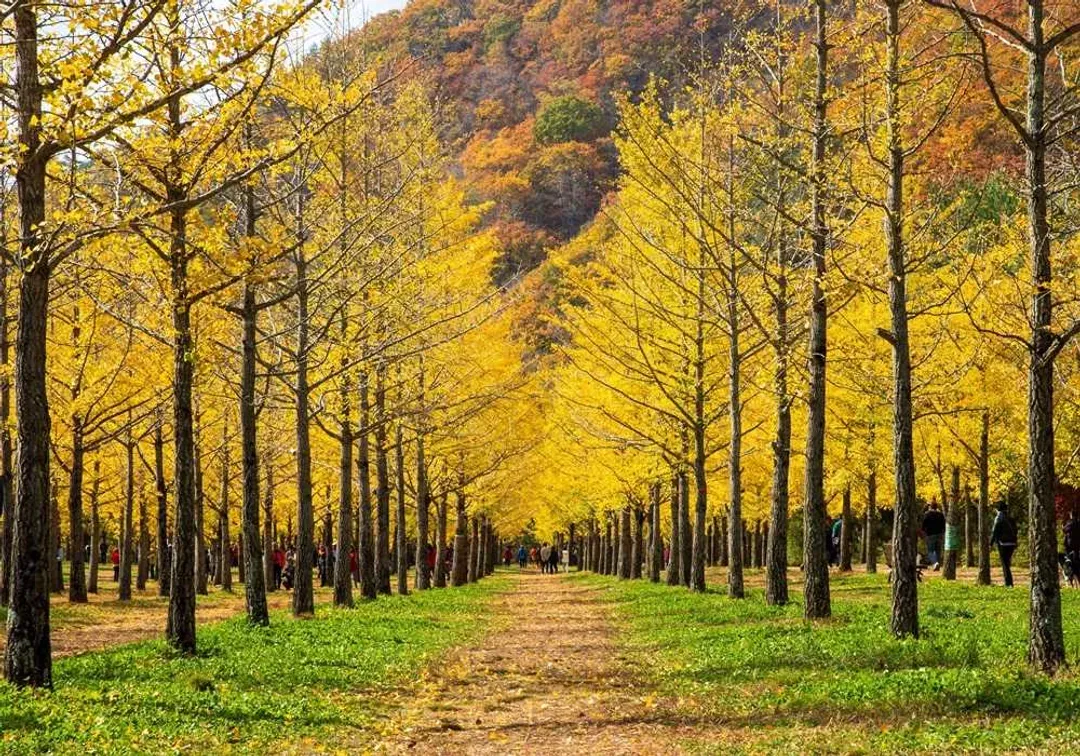洪川銀杏林
