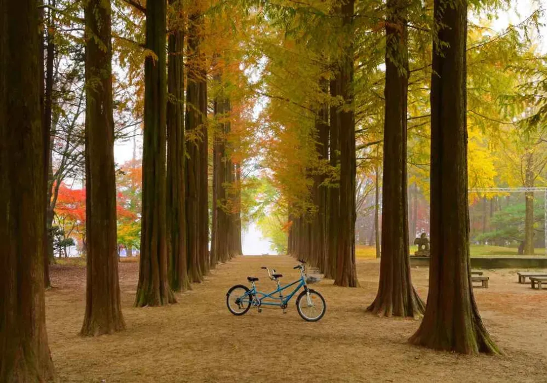 楓紅首爾｜高雄出發｜雪嶽山.賞楓.兩水頭.五臺山國立公園.院岱里白樺林.南怡島美境.韓服體驗.明洞商圈好好逛(一站彩妝購物)5日