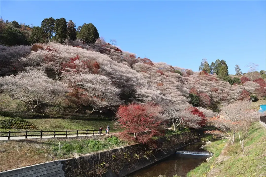 北陸秋季限定｜保住高山五星之宿～楓艷櫻雪！追楓香嵐溪.小原四季櫻花.新穗高纜車.犬山寂光院~紅葉寺.尾張德川園.雙溫泉五日