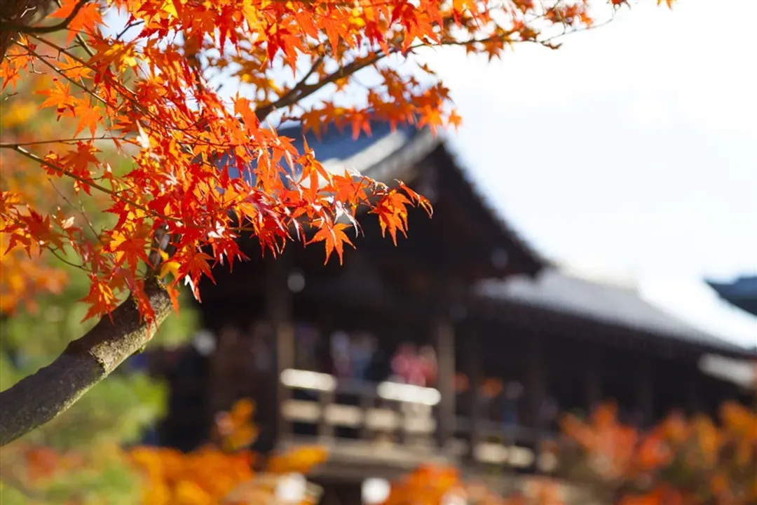 楓紅大阪旅遊│海之天橋立,森之美山町合掌村,茶之平等院,伊根舟屋,楓紅姬路城~好古園五日│一晚溫泉│高雄來回-7