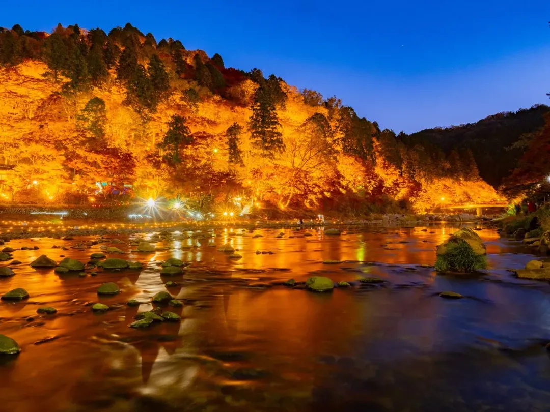 楓紅五星輕奢｜志摩之風｜保住犬山英迪格萬豪宿・名花燈祭・限定香嵐溪夜楓四季櫻・海女小屋松阪牛・伊勢溫泉｜5日