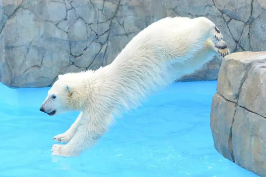 旭山動物園