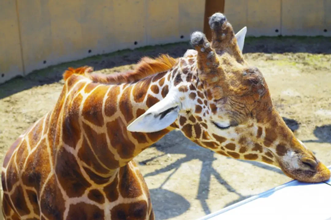 旭山動物園