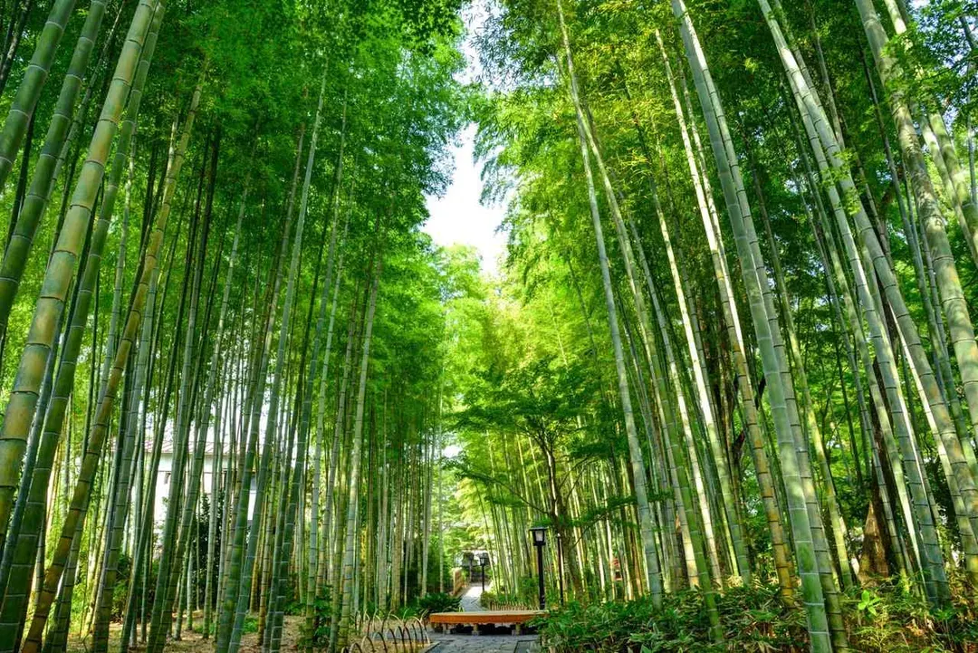 伊豆風情漫遊