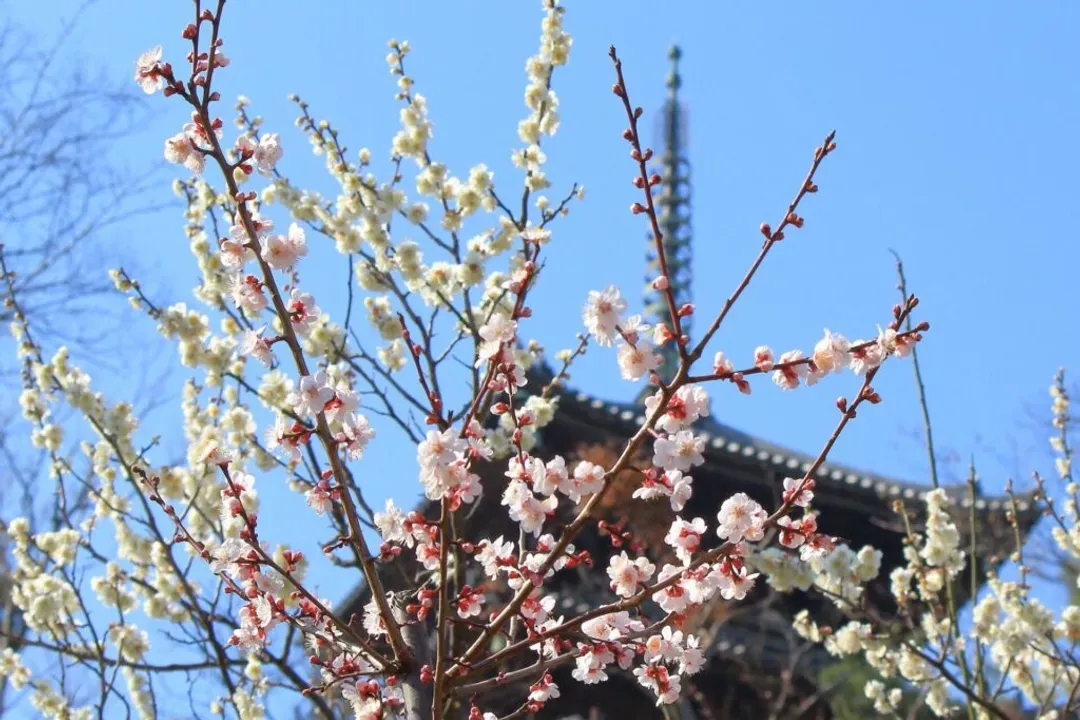 橫濱城市導覽