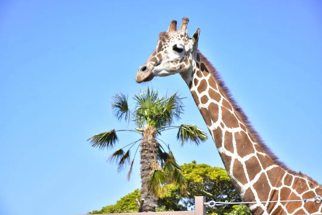 伊豆仙人掌動物公園-仙人掌動物公園