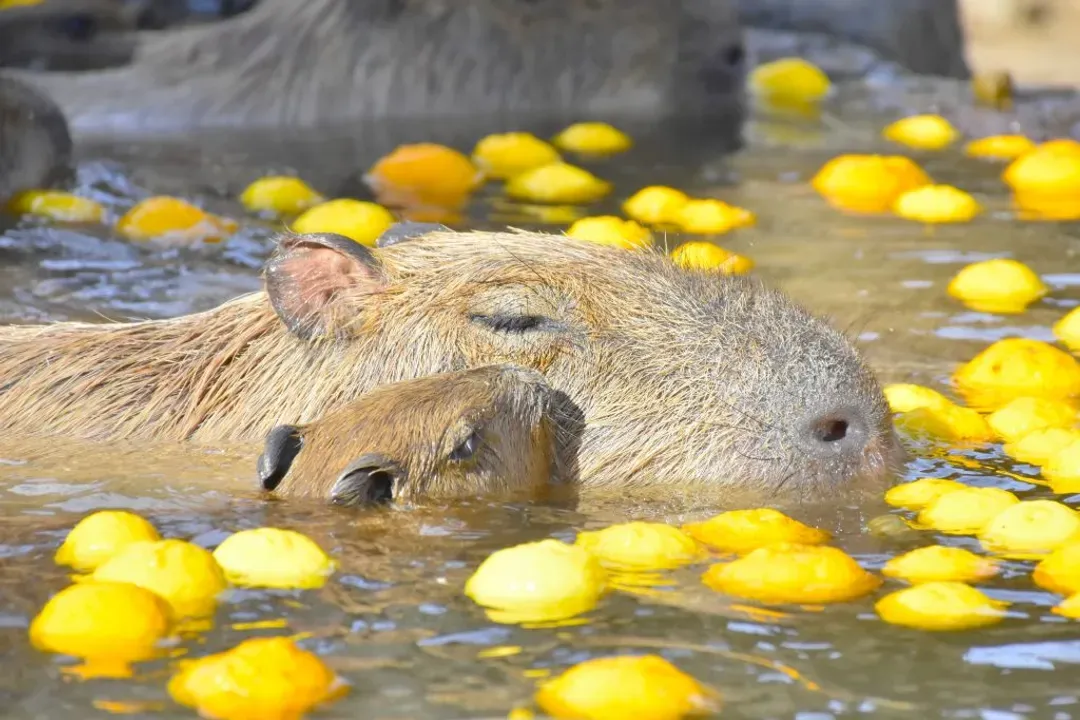 伊豆仙人掌動物公園-仙人掌動物公園