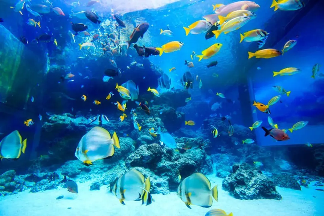 照片來源：美麗海水族館官網-美麗海水族館(海洋博公園)