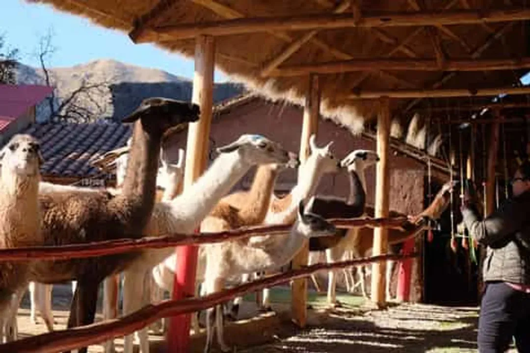 【早鳥雙優惠、十晚住五星】南美祕魯古文明、天空馬丘比丘、高山景觀火車、納斯卡線飛行13日-7