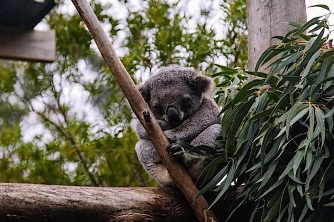探訪澳洲動物