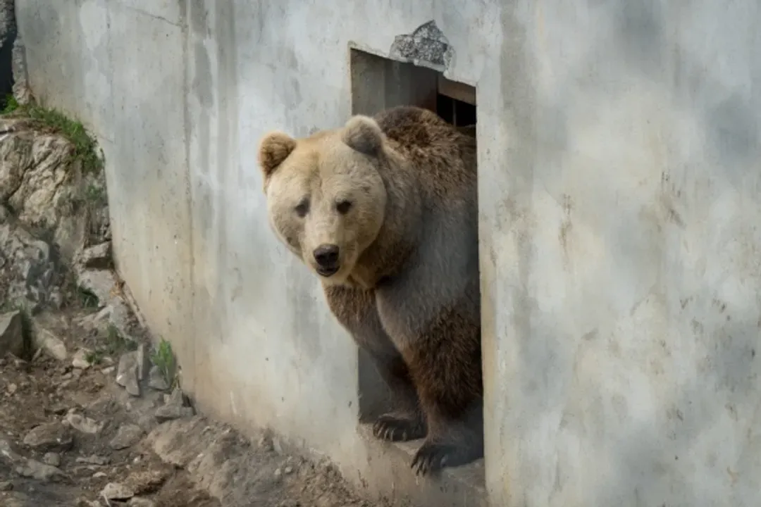 POLAR PARK BARDU-極地野生動物園(含門票)