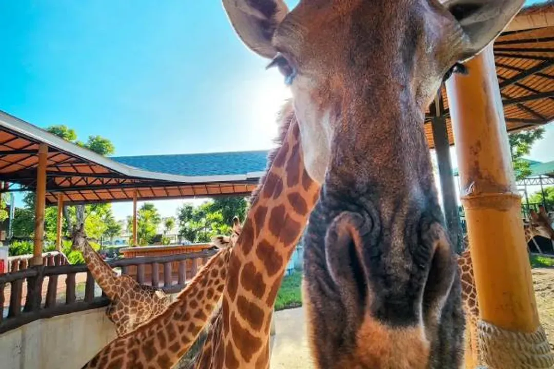 曼谷跟團半自助｜美功鐵道市場、大城動物園、龍蝦三吃、暹羅古城 6 日-6