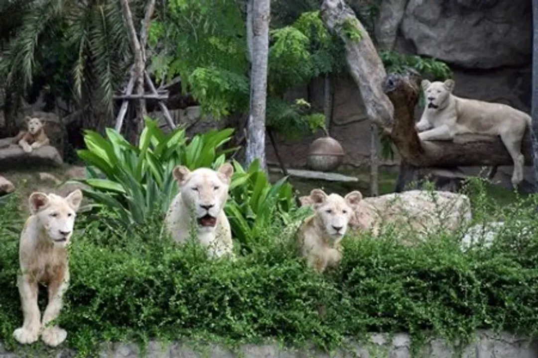 綠山動物園(遊園車+草食動物餵食)