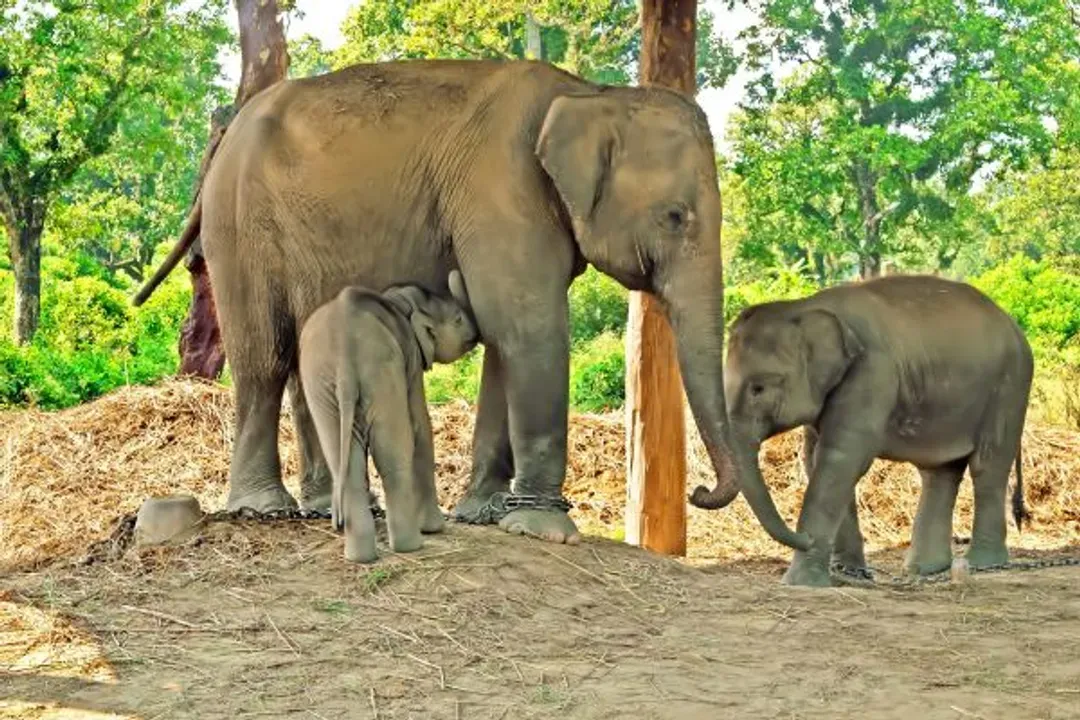 【尼泊爾喜迎春、中段搭機】奇旺國家公園、兩大生態體驗、三大杜巴廣場、四晚五星飯店九日-6