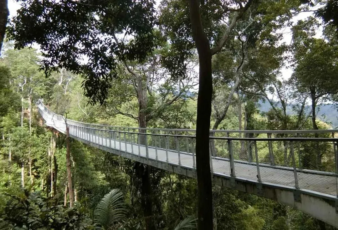 The Habitat自然生態公園(360度樹冠步道)