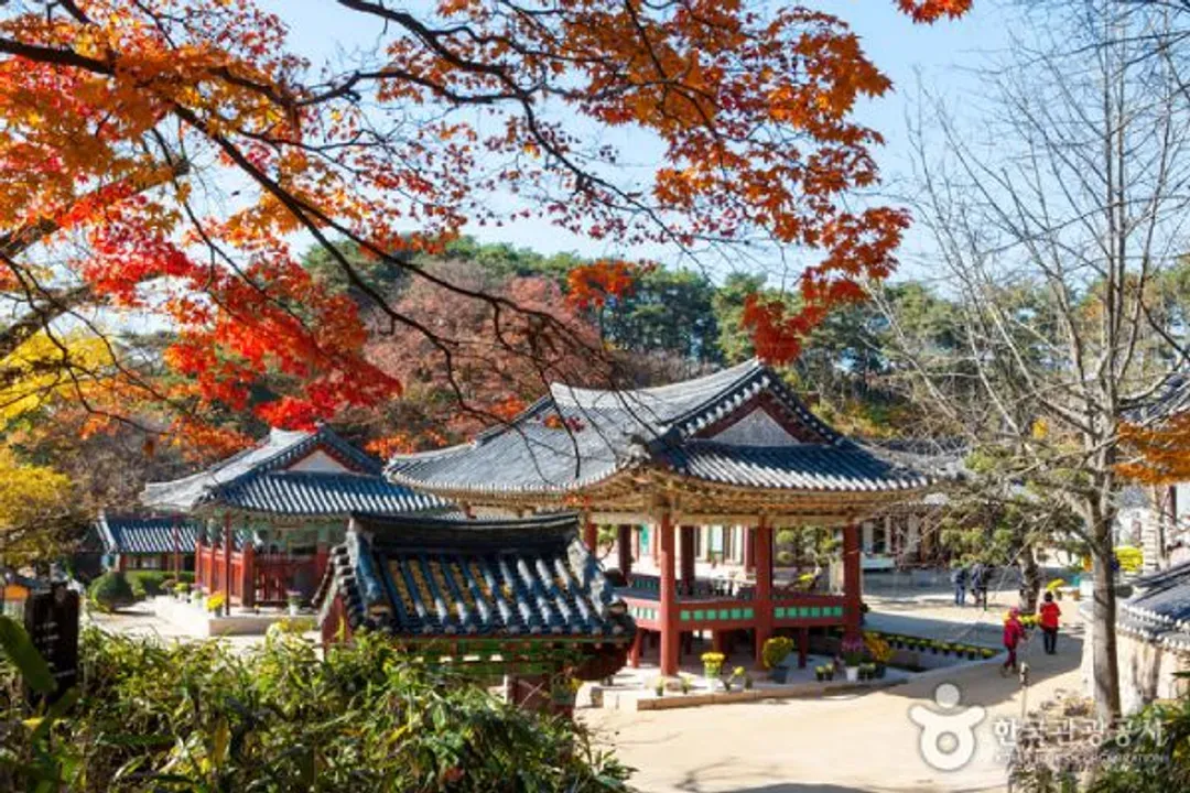 (賞楓)-驪州神勒寺(賞楓)