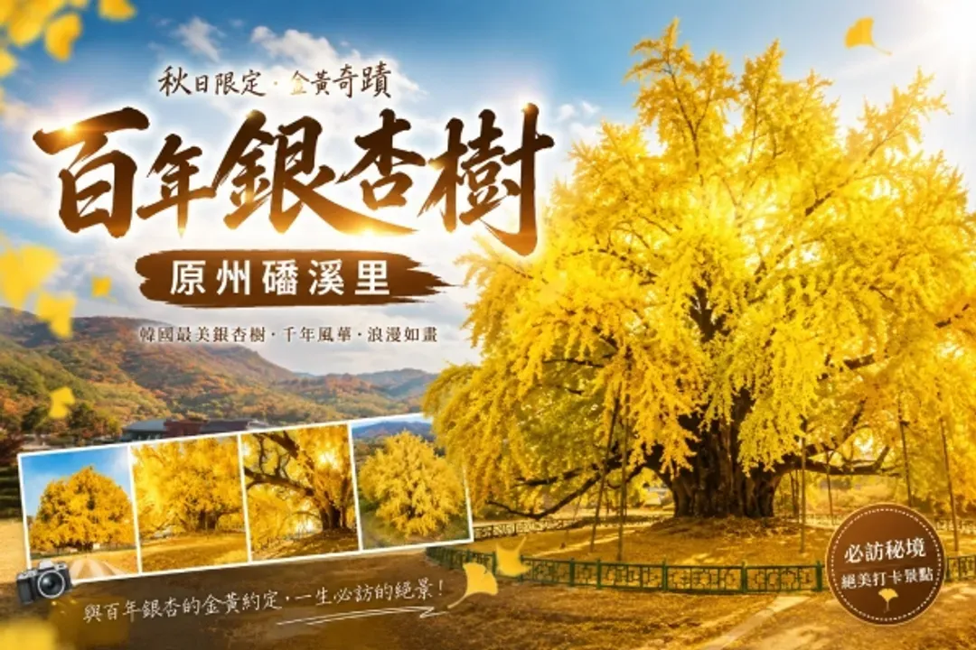 原州百年銀杏樹