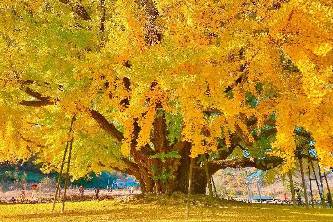 韓國可迎秋～楓紅神勒寺、百年銀杏樹、金山吊橋纜車、景福宮韓服遊五日