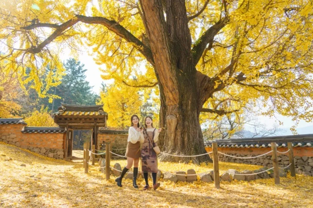 密陽今是堂-慶南紅葉銀杏