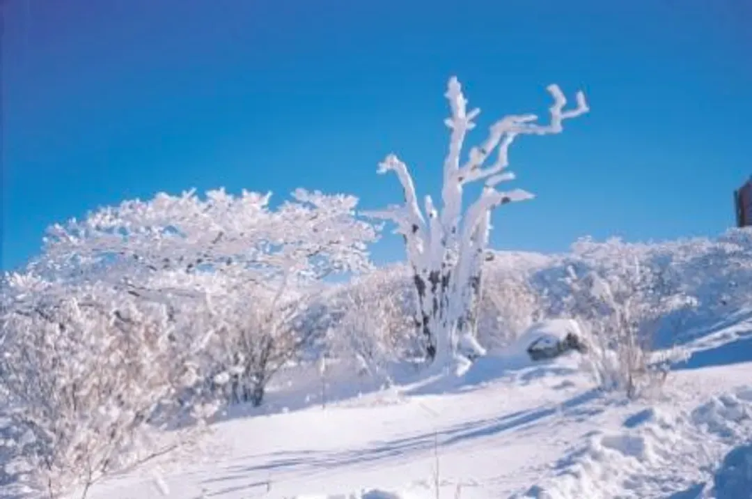 漢拏山(1100高地冬日雪景)